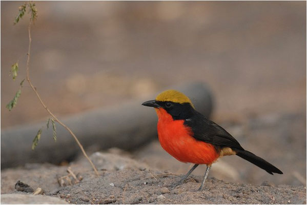 GOLDSCHEITELWÜRGER, YELLOW-CROWNED GONOLEK, LANIARIUS BARBATUS