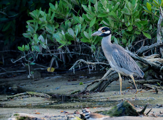 KRABBENREIHER, YELLOW-CROWNED NIGHT-HERON, NYCTANASSA VIOLACEA