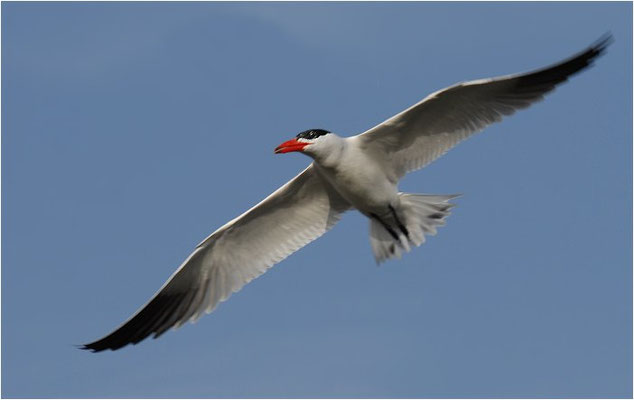 RAUBSEESCHWALBE, CASPIAN TERN, STERNA CASPIA