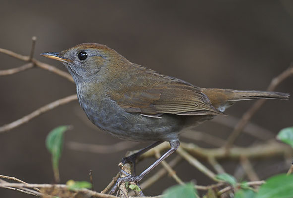 BERGMUSENDROSSEL, RUDDY-CAPPED NIGHTINGALE-TRUSH, CATHARUS FRANTZII