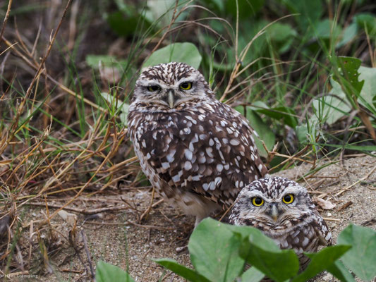 Kanincheneule, Burrowing Owl - Athene cunicularia