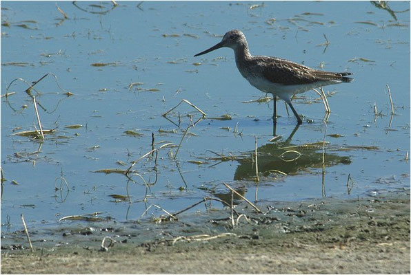 GRÜNSCHENKEL, GREENSHANK, TRINGA NEBULARIA