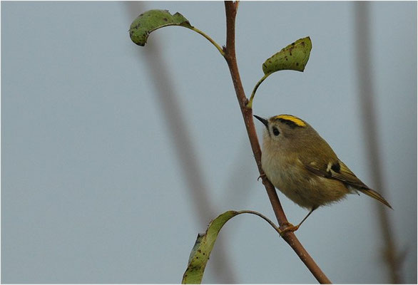 WINTERGOLDHÄHNCHEN, GOLDCREST, REGULUS REGULUS