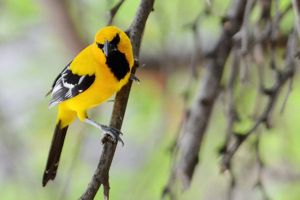 ORANGEBRUSTTRUPIAL, YELLOW ORIOLE, ICTERUS NIGROGULARIS