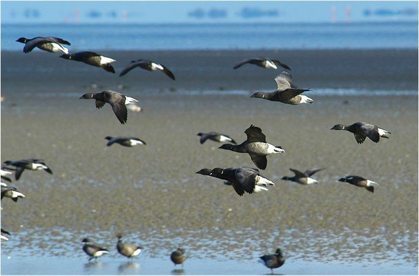 RINGELGANS, BRENT GOOSE, BRANTA BERNICLA