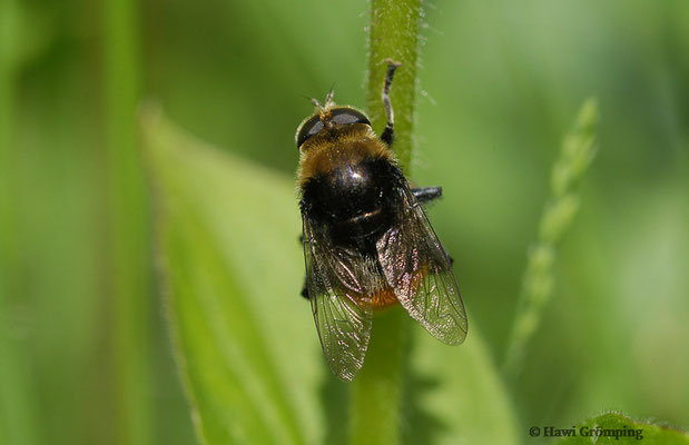 GEMEINE NARZISSENSCHWEBFLIEGE,MERODON EQUESTRIS