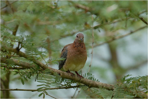PALMTAUBE, LAUGHING DOVE, STREPTOPELIA SENEGALENSIS