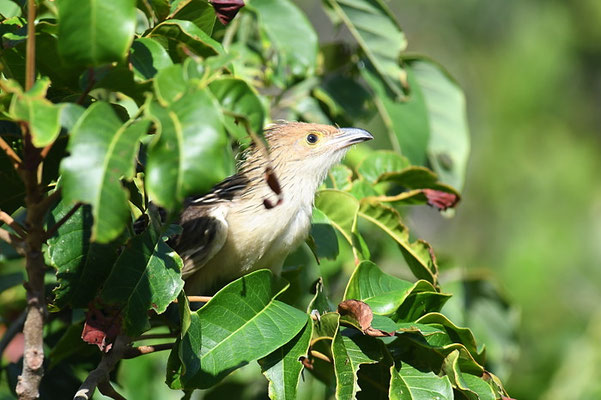 GUIRAKUCKUCK, GUIRA CUCKOO, GUIRA GUIRA