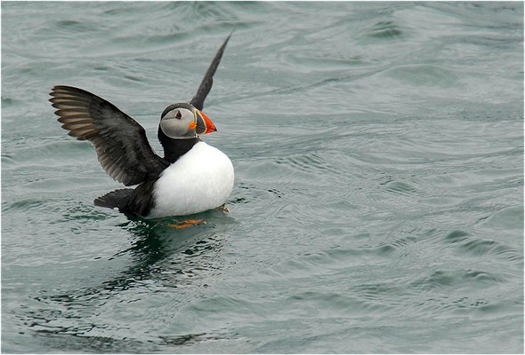 PAPAGEITAUCHER, ATLANTIC PUFFIN, FRATERCULA ARCTICA