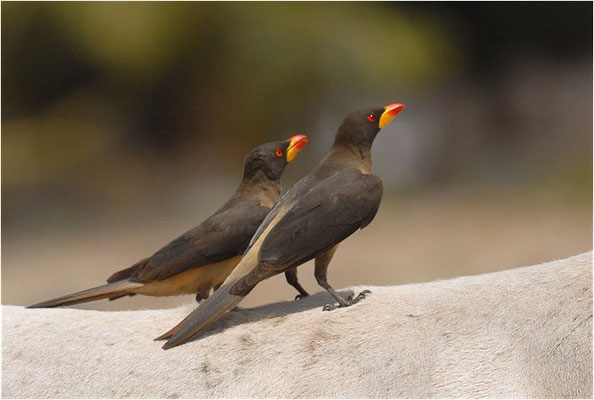 MADENHACKER, YELLOW-BILLED OXPECKER, BUPHAGUS AFRICANUS