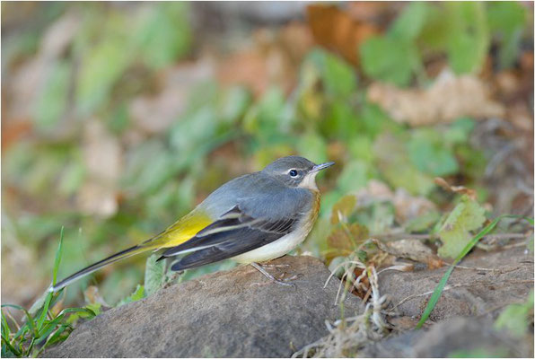 GEBIRGSSTELZE, GREY WAGTAIL, MOTACILLA CINEREA