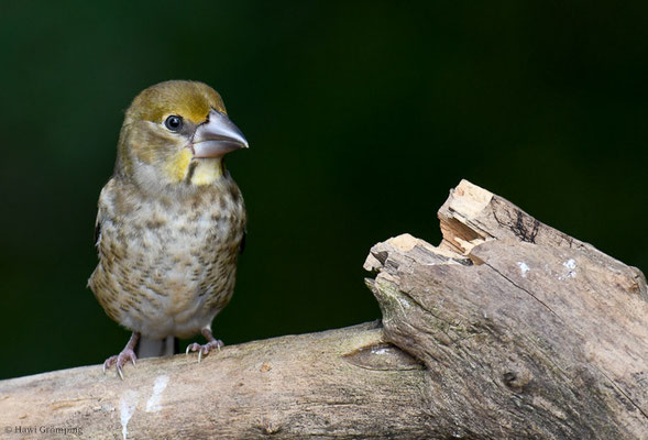 KERNBEISSER, HAWFINCH, COCCOTHRAUSTES  COCCOTHRAUSTES