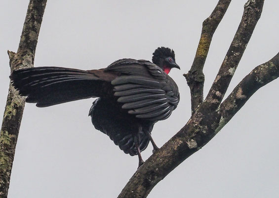ROSTBAUCHGUAN, CRESTED GUAN, PENELOPE PURPURASCENS