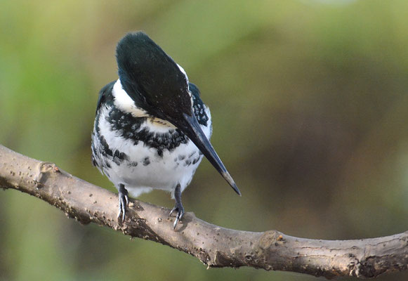GRÜNFISCHER, GREEN KINGFISHER, CHLOROCERYLE AMERICANA