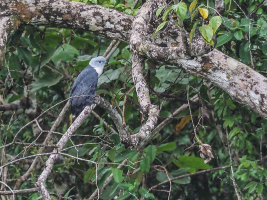 CAYENNEWEIH, GRAY-HEADED KITE, LEPTODON CAYANENSIS