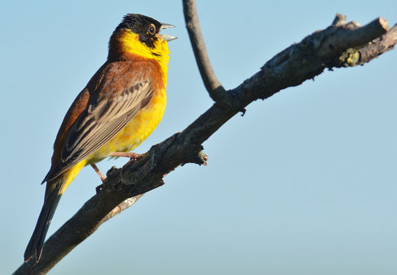 KAPPENAMMER, BLACK-HEADED BUNTING, EMBERIZA MELANOCEPHALA