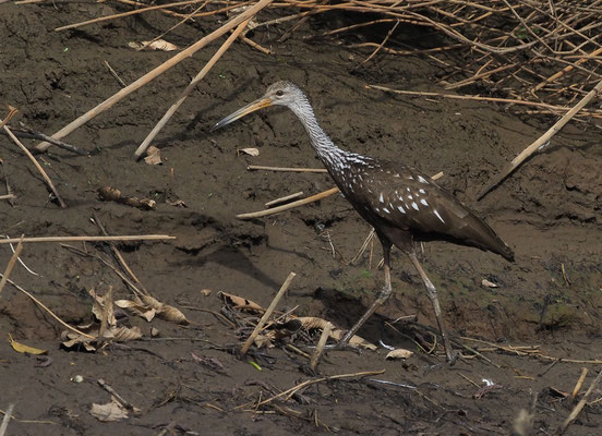 RALLENKRANICH, LIMPKIN, ARAMUS GUARAUNA