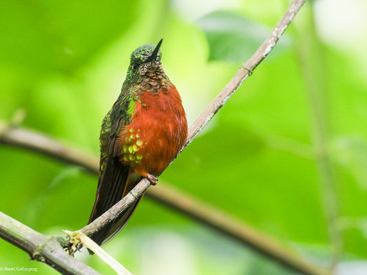 ROTBAUCHKOLIBRI, CHESTNUT-BREASTED CORONET - BOISSONNEAUA MATTHEWSII