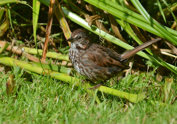 SINGAMMER, SONG SPARROW, MELOSPIZA MELODIA