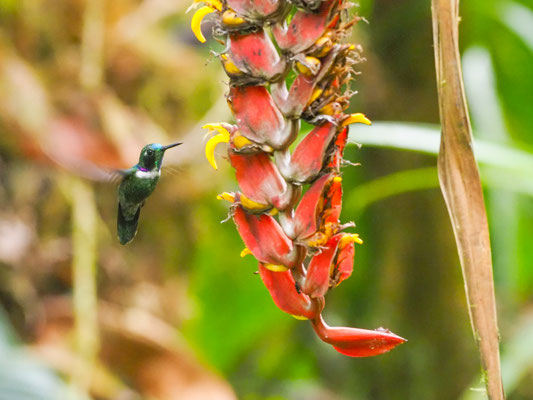 Ost- Bunthalskolibri, White-throated Daggerbill -Schistes geoffroyi