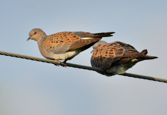 TURTELTAUBE, TURTLE DOVE, STREPTOPELIA TURTUR