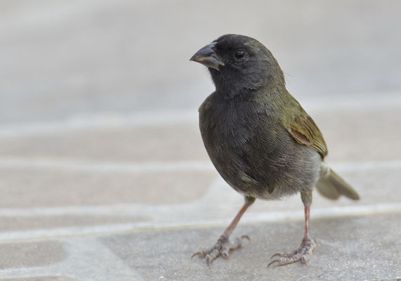 SCHWARZGESICHTCHEN, BLACK-FACED GRASSQUIT, TIARIS BICOLOR