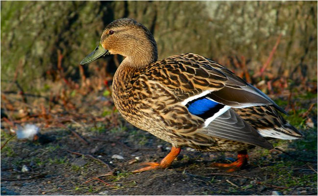 STOCKENTE, MALLARD, ANAS PLATYRHYNCHOS