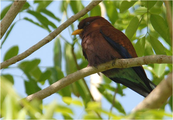 ZIMTROLLER, BROAD-BILLED ROLLER, EURYSTOMUS GLAUCURUS