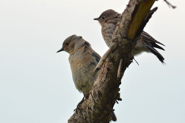 BERGHÜTTENSÄNGER, MOUNTAIN BLUEBIRD, SIALIA CURROCOIDES