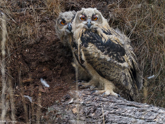 UHU, EAGLE OWL, BUBO BUBO