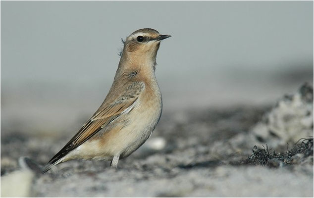 STEINSCHMÄTZER, WHEATEAR, OENANTHE OENANTHE