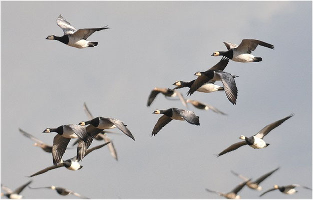 WEISSWANGENGANS, BARNACLE GOOSE, BRANTA LEUCOPSIS