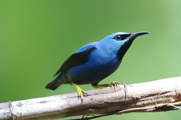 AZURNASCHVOGEL, SHINING HONEYCREEPER, CYANERPES LUCIDUA