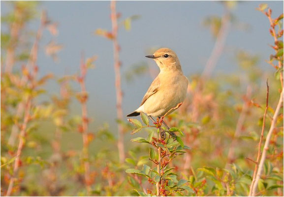 ISABELLSTEINSCHMÄTZER, ISABELLINE WHEATEAR, OENANTHE ISABELLINA