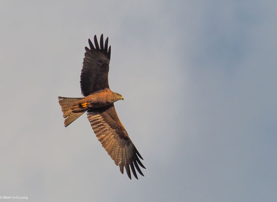 SCHWARZMILAN, BLACK KITE, MILVUS MIGRANS