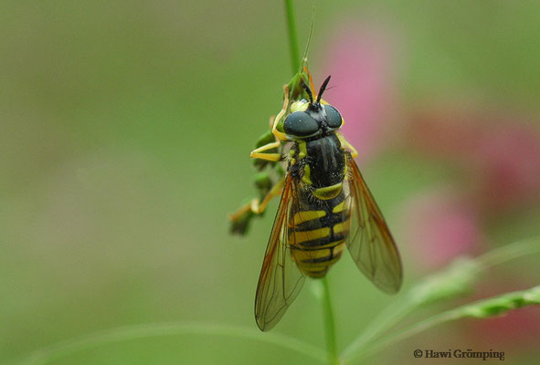 GEMEINE WESPENSCHWEBFLIEGE, CHRYSOTOXUM CAUTUM