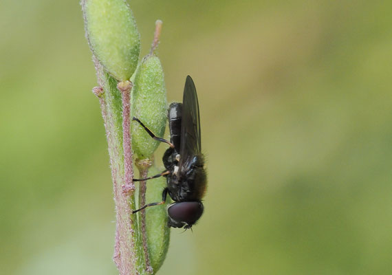 PILZ-ERZSCHWEBFLIEGE, CHEILOSIA SCUTELLATA