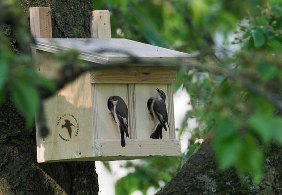 TRAUERSCHNÄPPER, PIED FLYCATCHER, FICEDULA HYPOLEUCA
