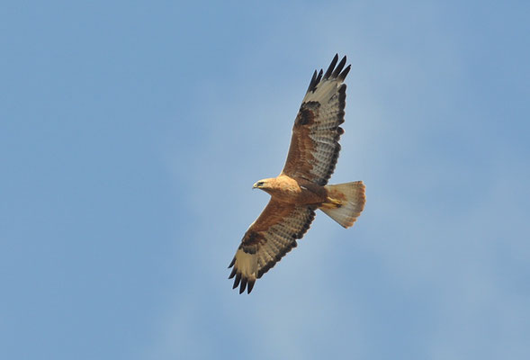 ADLERBUSSARD, LONG-LEGGED BUZZARD, BUTEO RUFINUS