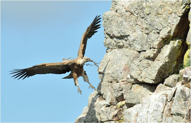GÄNSEGEIER, GRIFFON VULTURE, GYPS FULVUS
