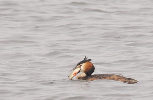 HAUBENTAUCHER, GREAT CRESTET GREBE, PODICEPS ERISTATUS