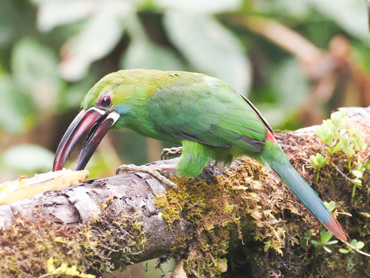 Blutbürzelarassari, Crimson-rumped Toucanet - Aulacorhynchus haematopygus