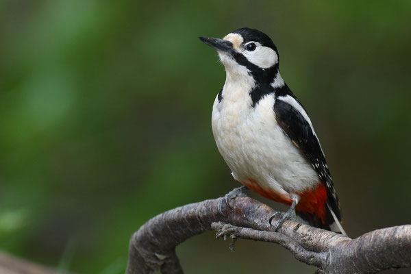 BUNTSPECHT, GREAT SPOTTED WOODPECKER, DENDROCOPOS MAJOR