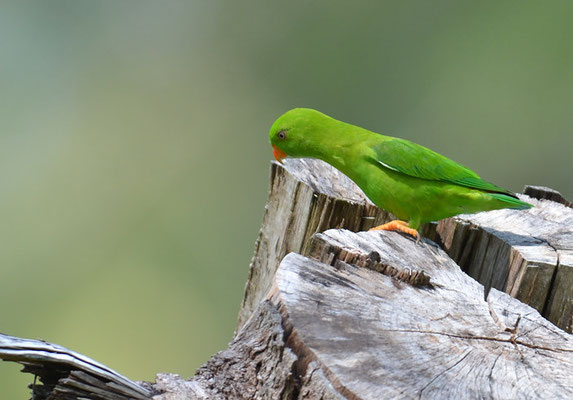 FRÜHLINGSPAPAGEICHEN, VERNAL HANGING PARROT, LORICULUS VERNALIS