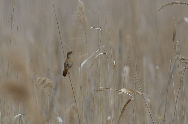 ROHRSCHWIRL, SAVI´S WARBLER, LOCUSTELLA LUSCINIOIDES
