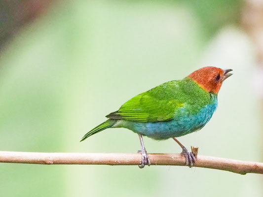 Rötelkopftangare, Bay-headed Tanager - Tangara gyrola