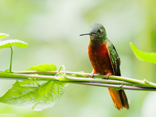 ROTBAUCHKOLIBRI, CHESTNUT-BREASTED CORONET - BOISSONNEAUA MATTHEWSII