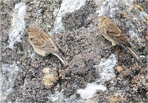 BERGHÄNFLING, TWITE, CARDUELIS FLAVIROSTRIS