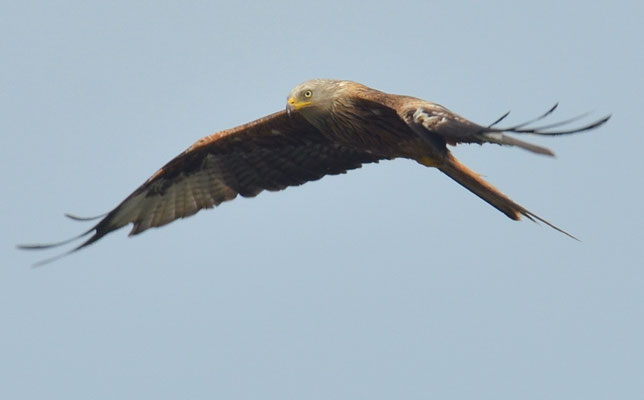 ROTMILAN, RED KITE, MILVUS MILVUS