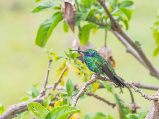 BERG-VEILCHENOHRKOLIBRI, LESSER VIOLETEAR - COLIBRI CYANOTUS